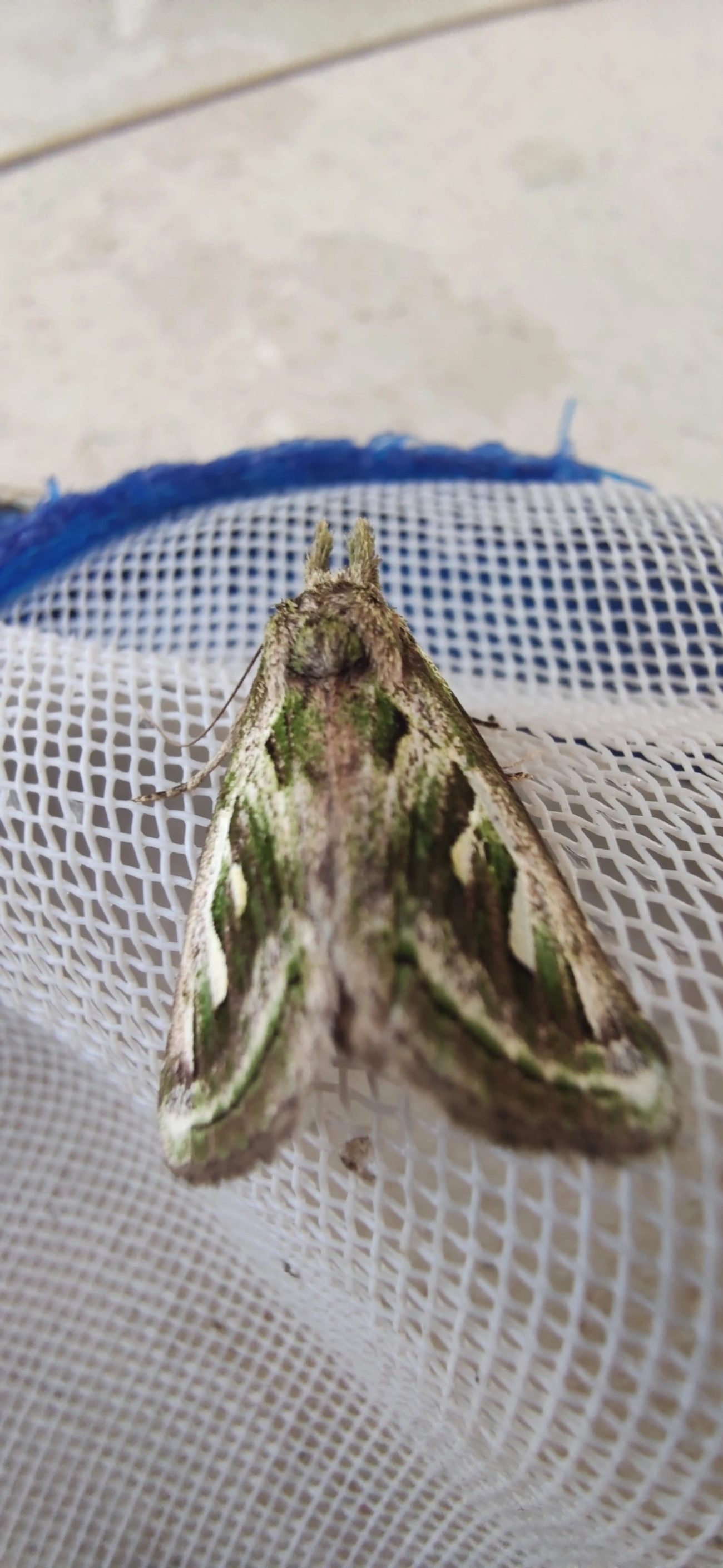 Nystaleinae, insetos, fotografado em Maresias, São Sebastião