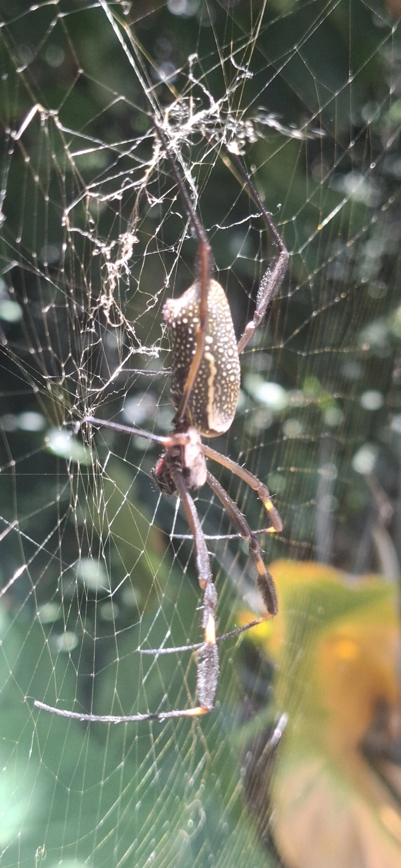 Aranha-de-teia-dourada (Trichonephila clavipes), aracnídeos, fotografado em Paúba, São Sebastião