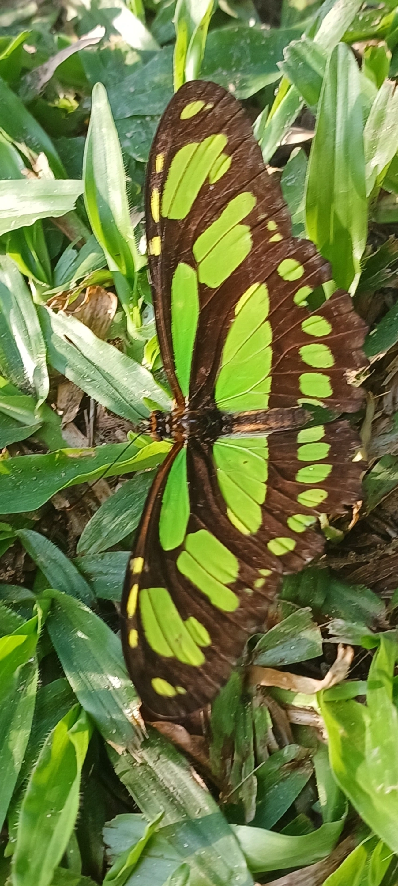 Borboleta-esmeralda (Philaethria wernickei), insetos, fotografado em Maresias, São Sebastião