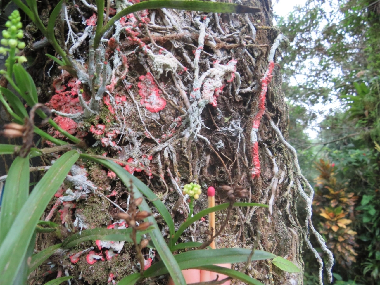 Polystachya, plantas, fotografado em Maresias, São Sebastião