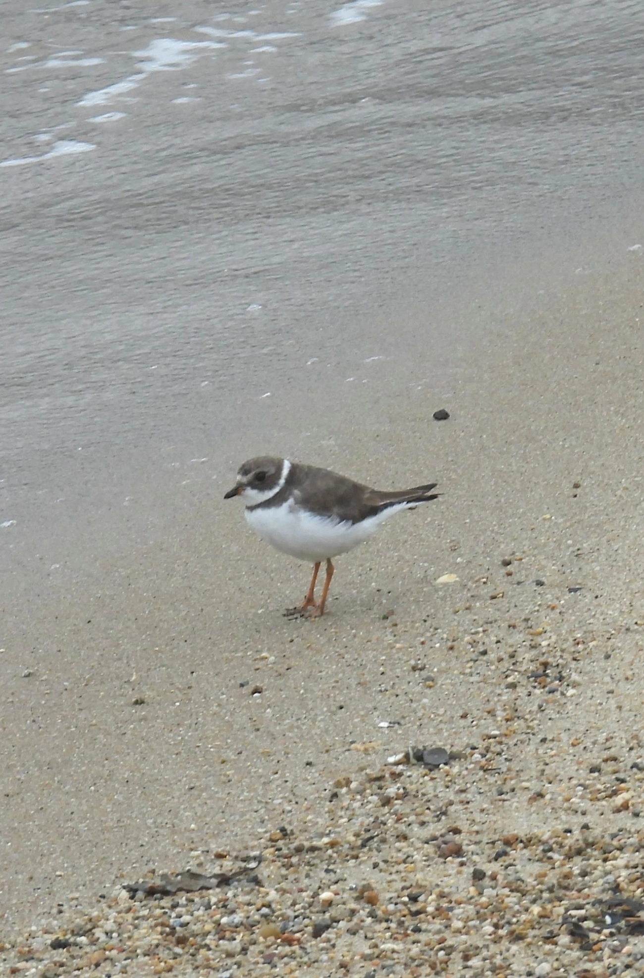 Batuíra-de-bando (Charadrius semipalmatus), aves, fotografado em Perequê, Ilhabela