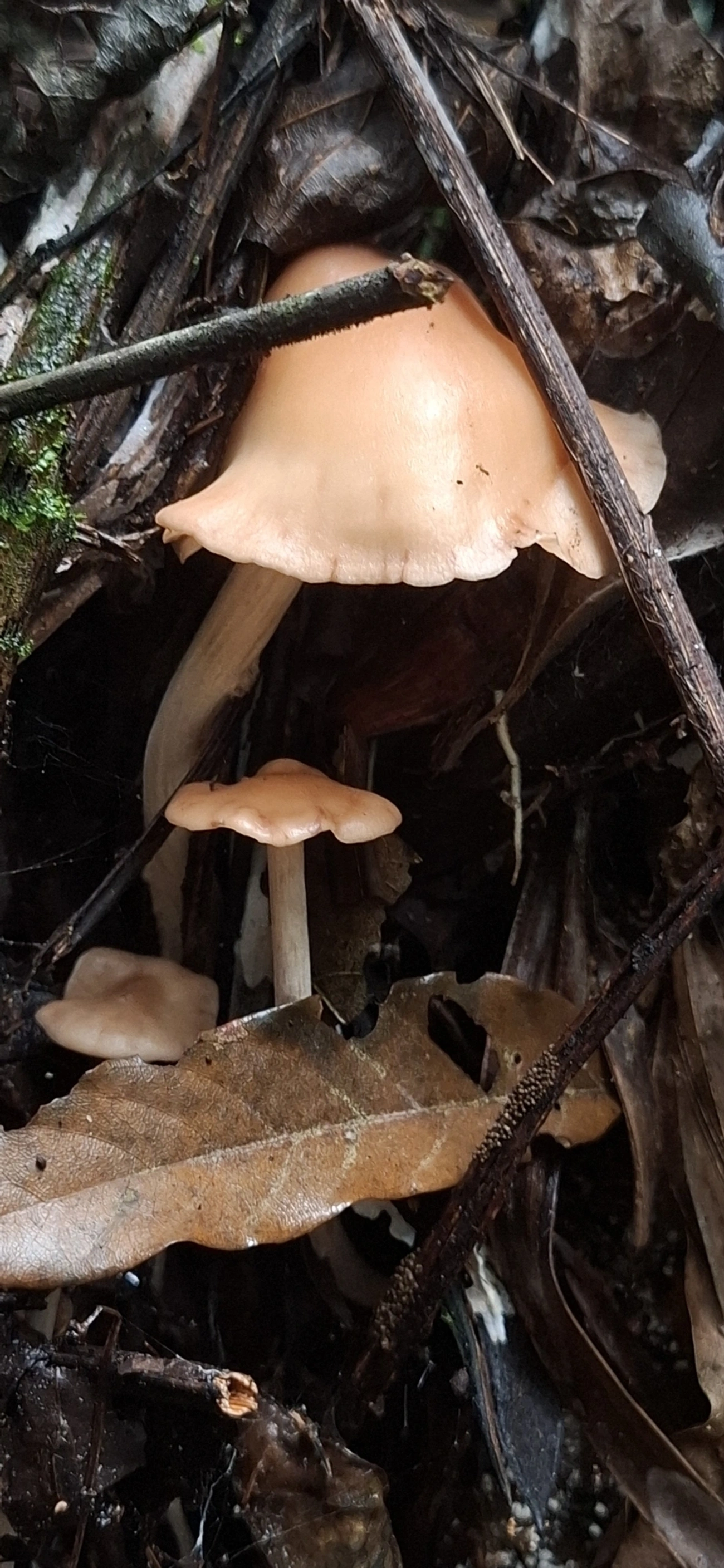 Singerocybe clitocyboides, fungos, fotografado em Maresias, São Sebastião