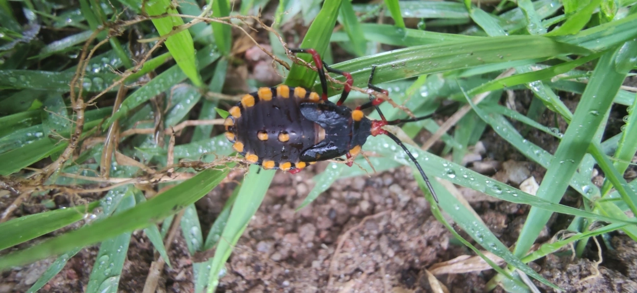 Spartocera, insetos, fotografado em Maresias, São Sebastião