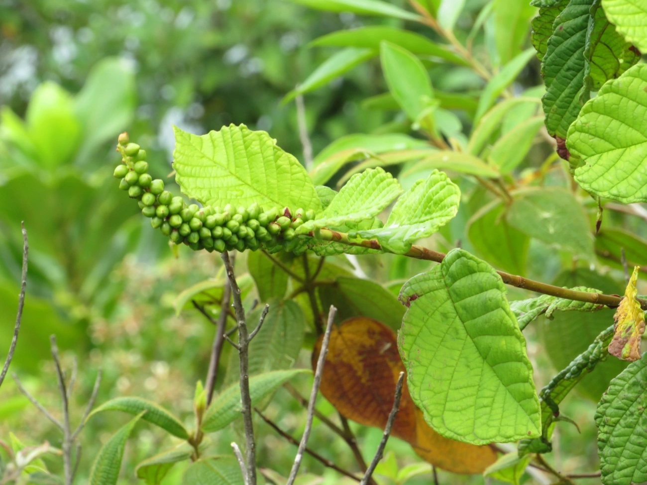Plantas (Plantae), plantas, fotografado em Indaiá, Caraguatatuba