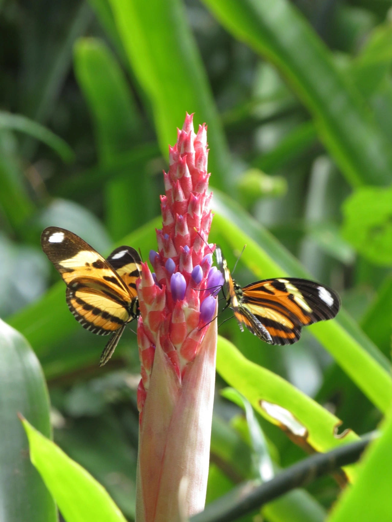 Maria-boba (Heliconius ethilla), insetos, fotografado em Maresias, São Sebastião