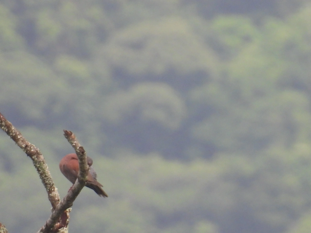 Pomba-galega (Patagioenas cayennensis), aves, fotografado em Maresias, São Sebastião