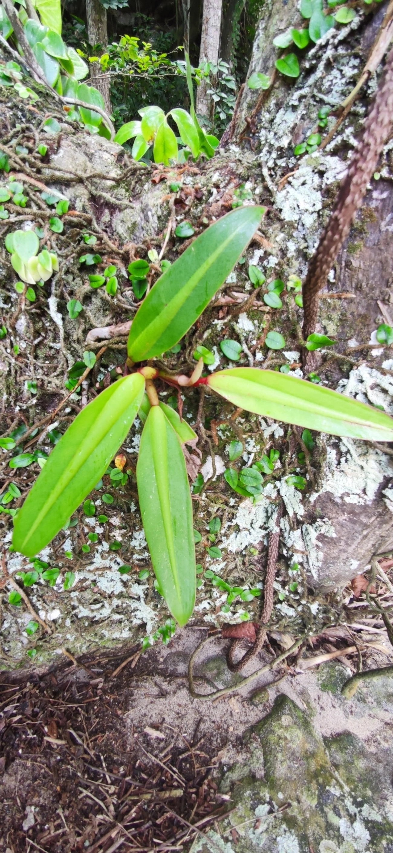 Filodendro (Philodendron crassinervium), plantas, fotografado em Paúba, São Sebastião