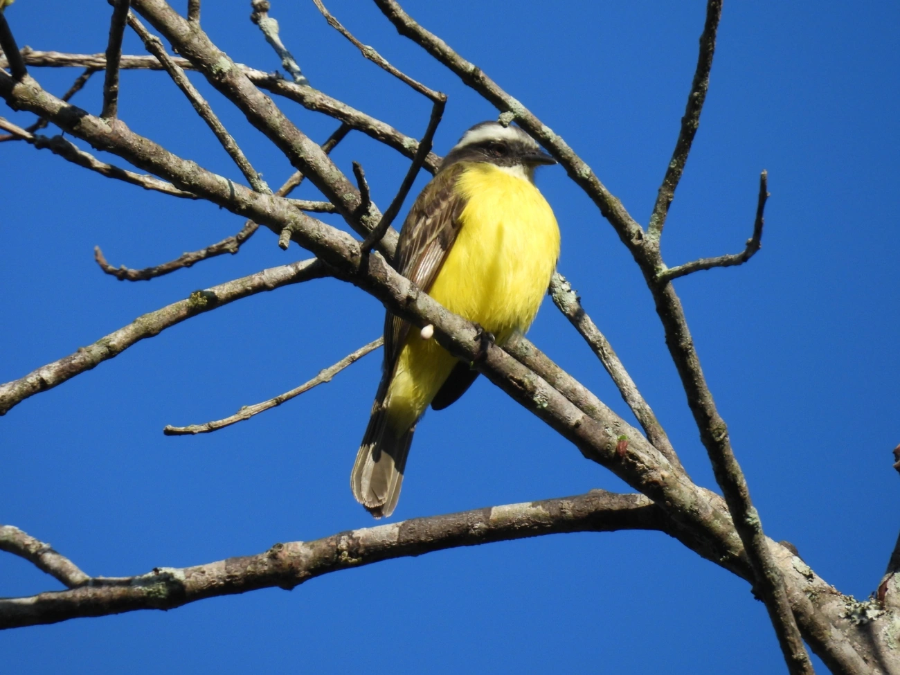 Bentevizinho-de-penacho-vermelho (Myiozetetes similis), aves, fotografado em Maresias, São Sebastião