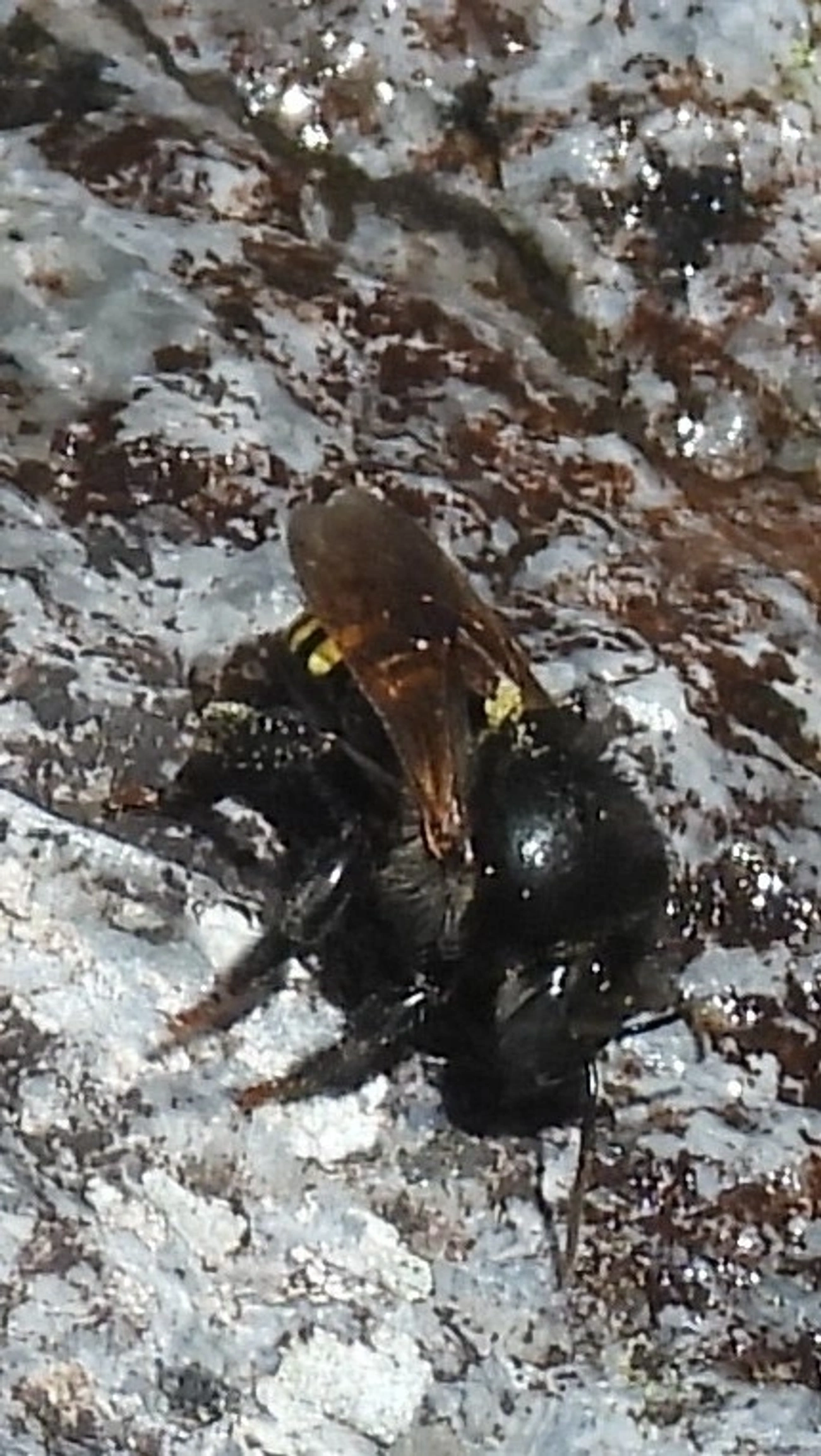 Mandaçaia (Melipona quadrifasciata), insetos, fotografado em Queluz