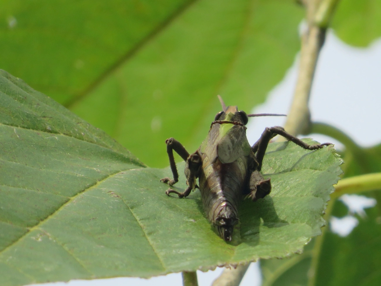 Procolpia, insetos, fotografado em Maresias, São Sebastião