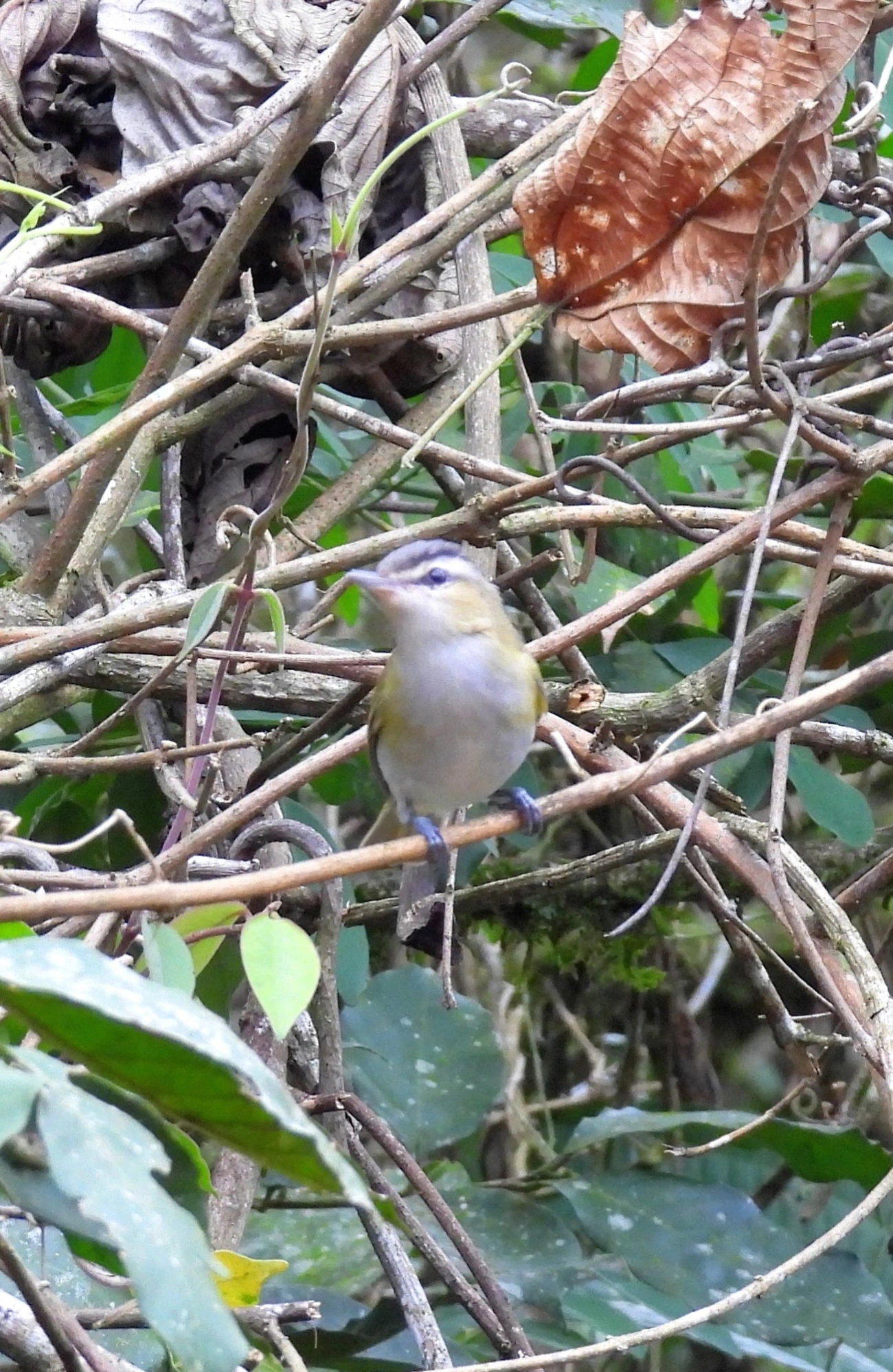 Juruviara (Vireo chivi), aves, fotografado em Perequê, Ilhabela