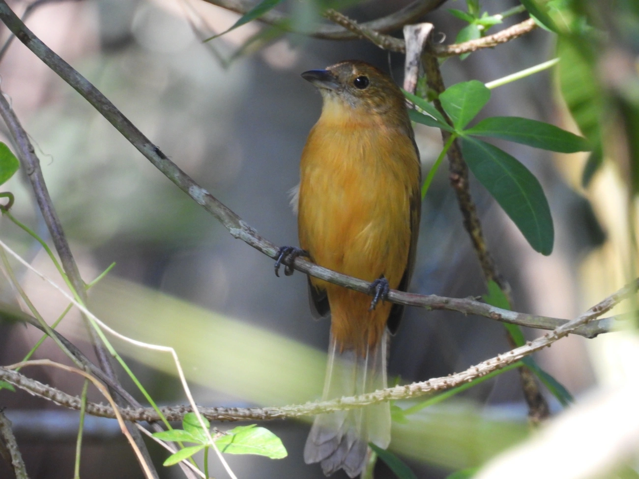 Tiê-galo (Loriotus cristatus), aves, fotografado em Maresias, São Sebastião