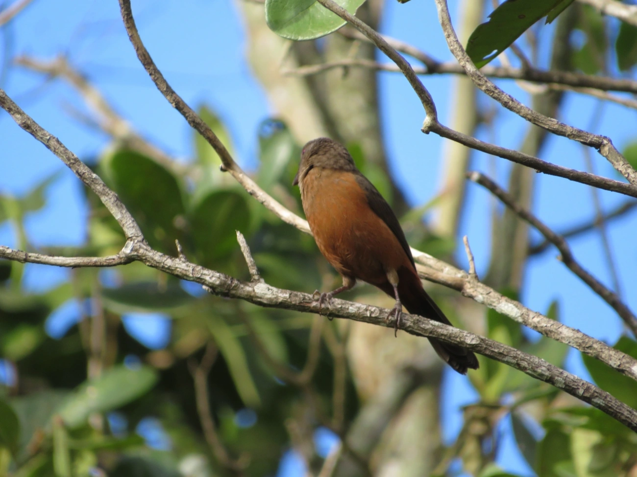 Tiê-sangue (Ramphocelus bresilius), aves, fotografado em Maresias, São Sebastião