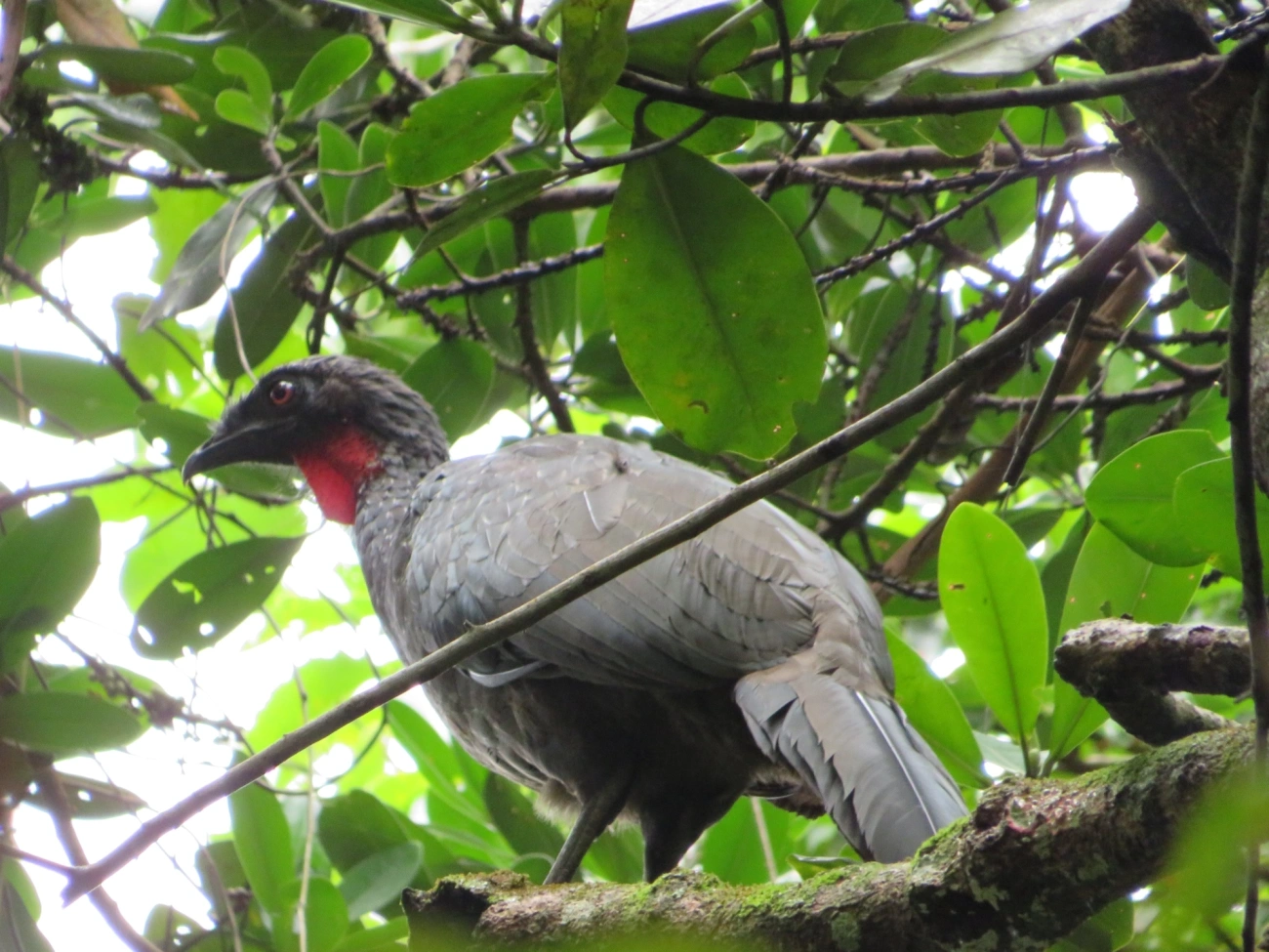 Jacuaçu (Penelope obscura), aves, fotografado em Maresias, São Sebastião