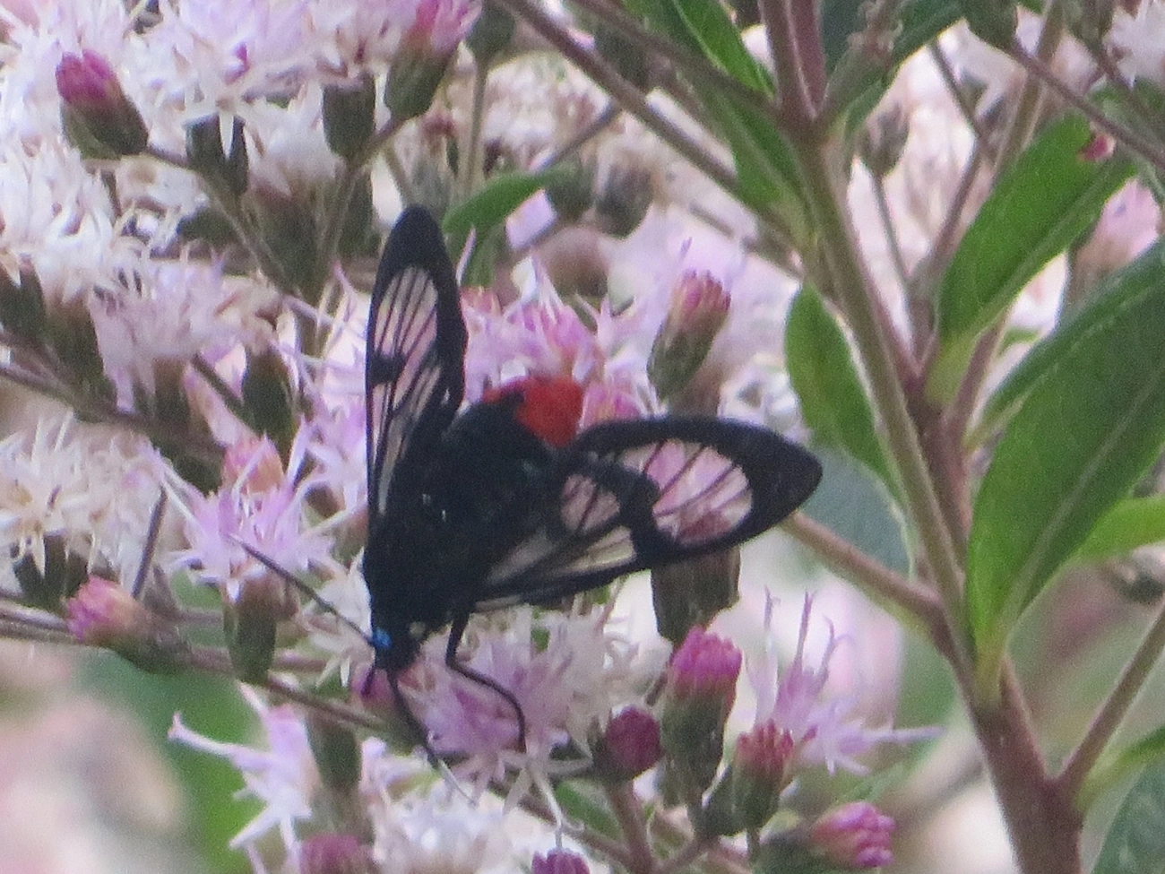 Mariposa-tigre (Gymnelia laennus), insetos, fotografado em Maresias, São Sebastião