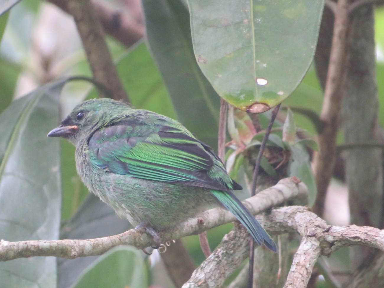 Saíra-sete-cores (Tangara seledon), aves, fotografado em Maresias, São Sebastião