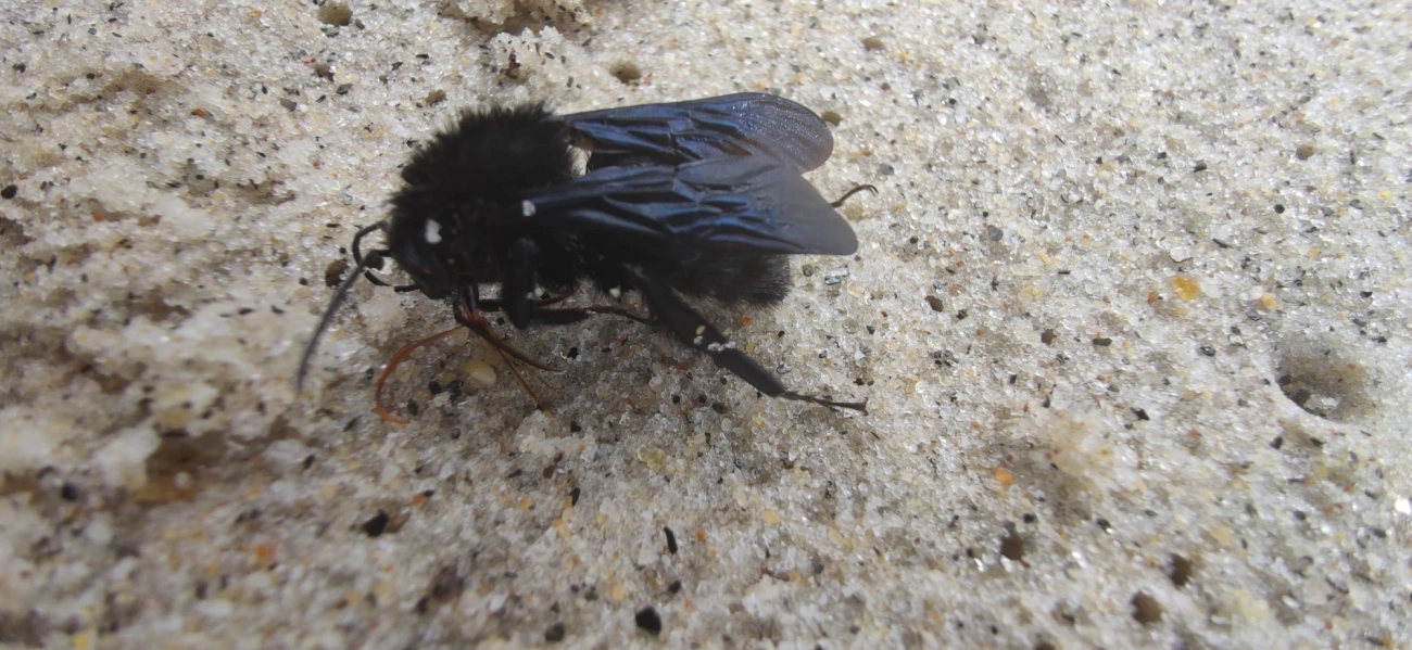 Thoracobombus, insetos, fotografado em Maresias, São Sebastião