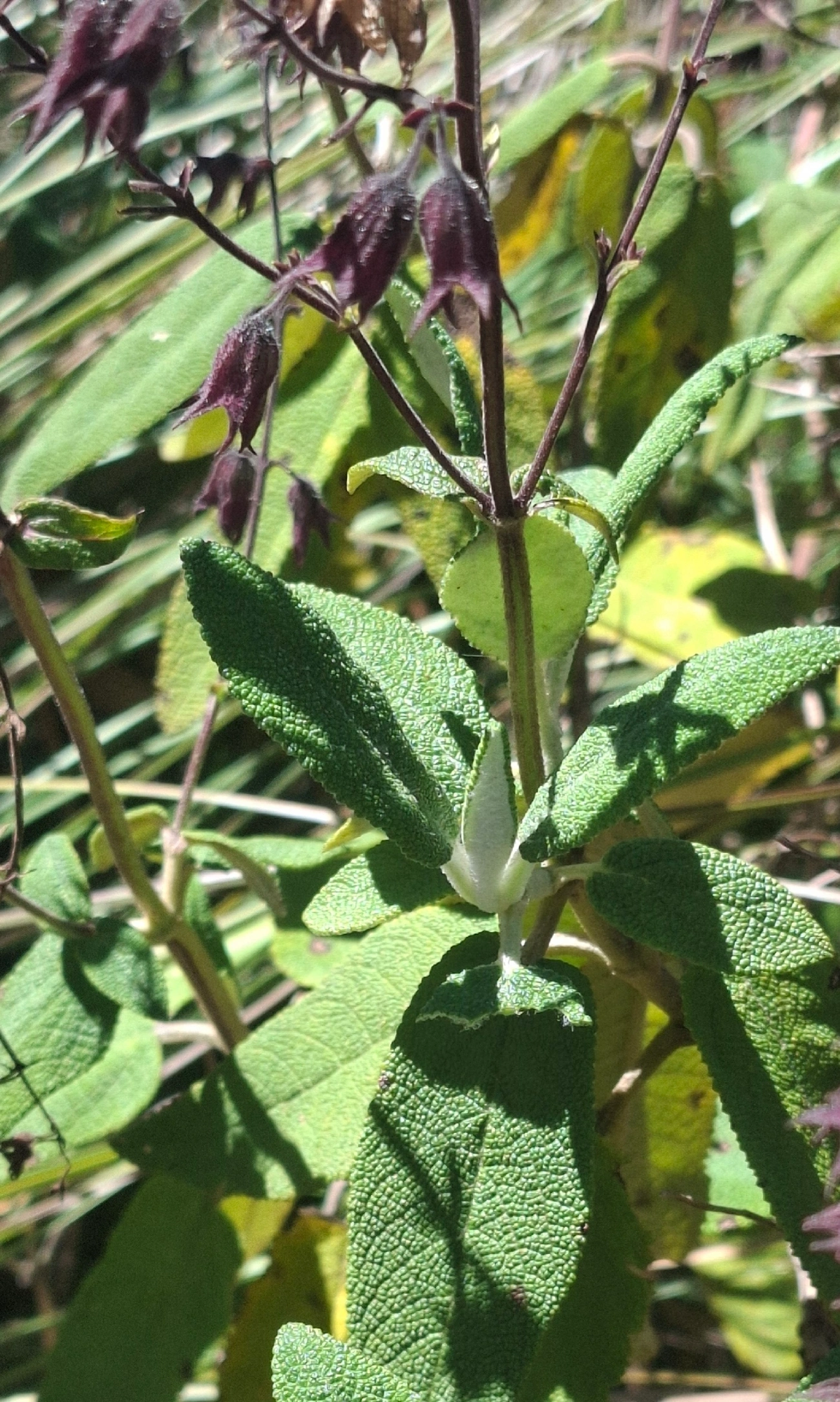 Lepechinia speciosa, plantas, fotografado em Engenheiro Passos