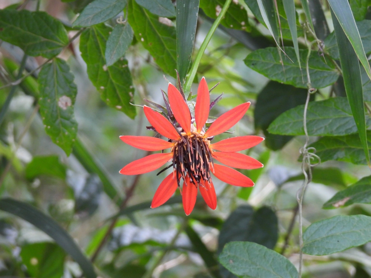 Cravo-divino-branco (Mutisia coccinea), plantas, fotografado em Socorro