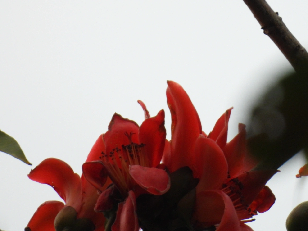 Paineira-vermelha (Bombax ceiba), plantas, fotografado em Maresias, São Sebastião