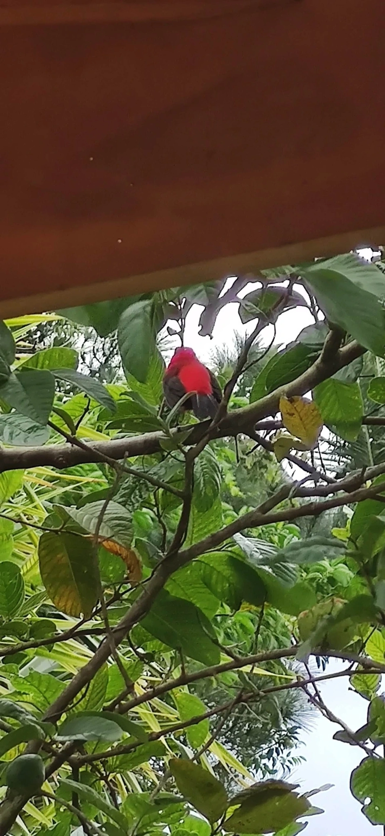 Tiê-sangue (Ramphocelus bresilius), aves, fotografado em Maresias, São Sebastião