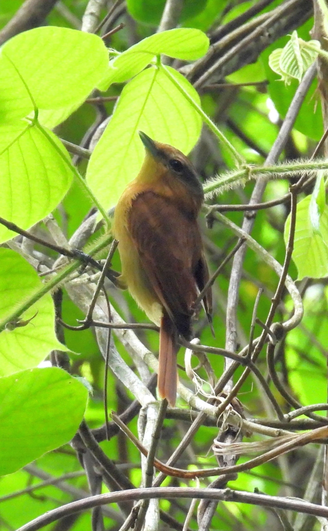 Caneleiro (Pachyramphus castaneus), aves, fotografado em Perequê, Ilhabela
