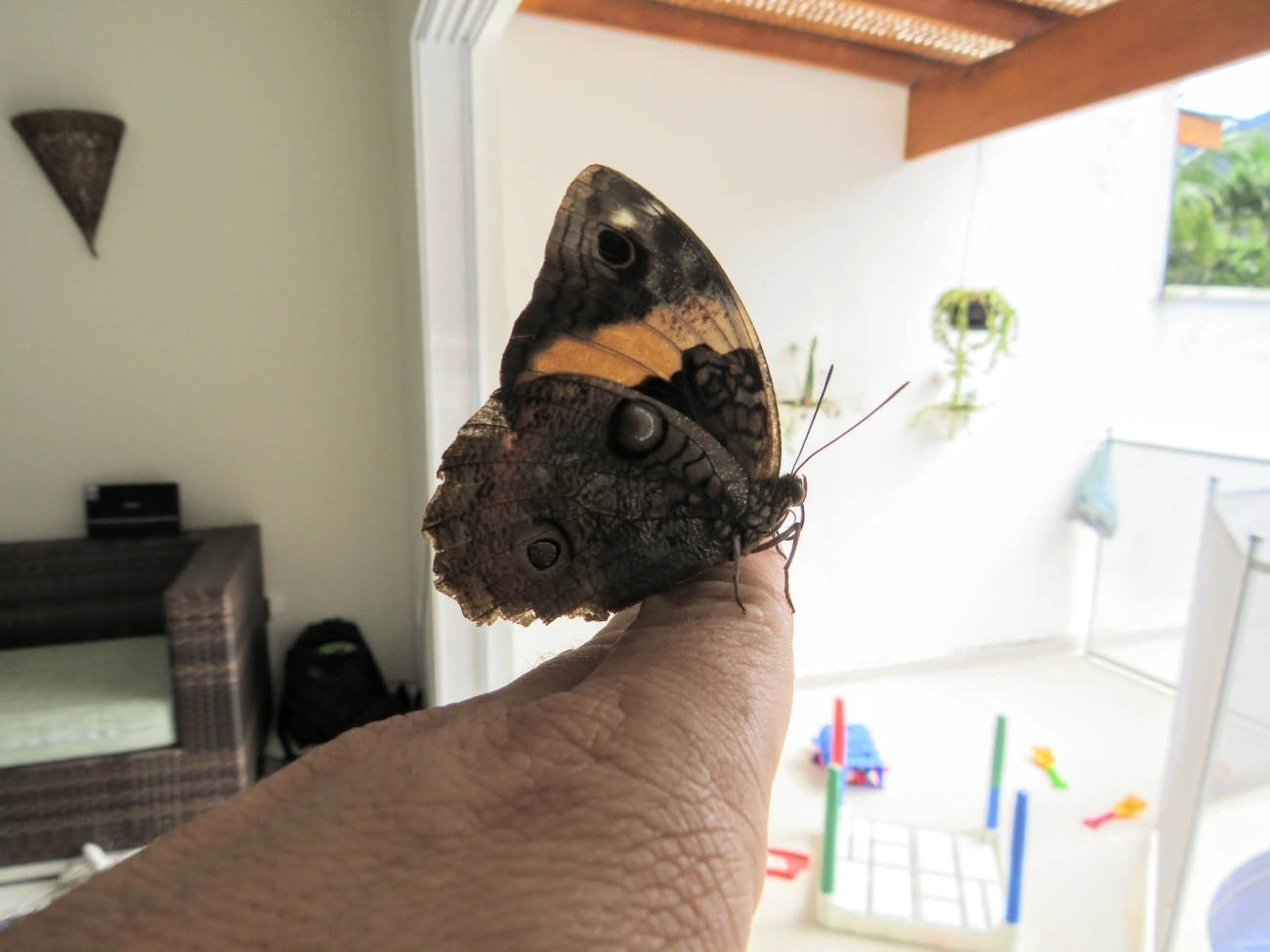 Opsiphanes, insetos, fotografado em Maresias, São Sebastião
