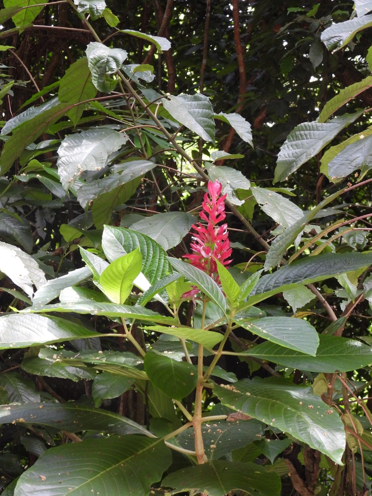 Justicia-vermelha (Megaskepasma erythrochlamys), plantas, fotografado em Maresias, São Sebastião