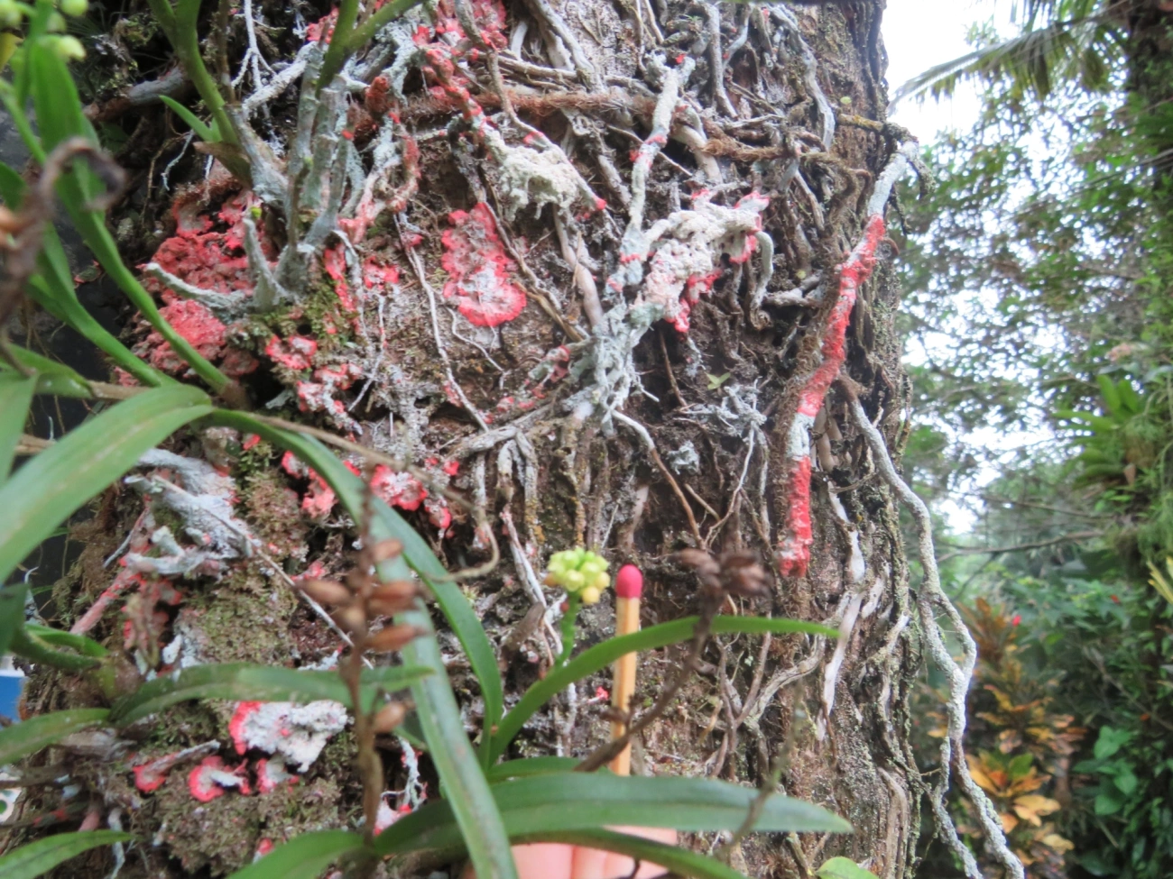 Polystachya, plantas, fotografado em Maresias, São Sebastião