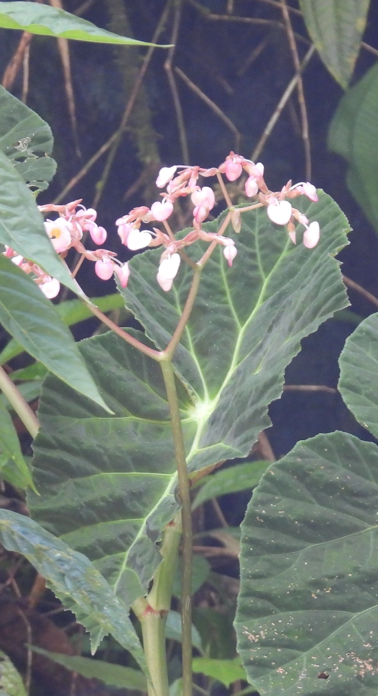 Begônias (Begonia), plantas, fotografado em Queluz