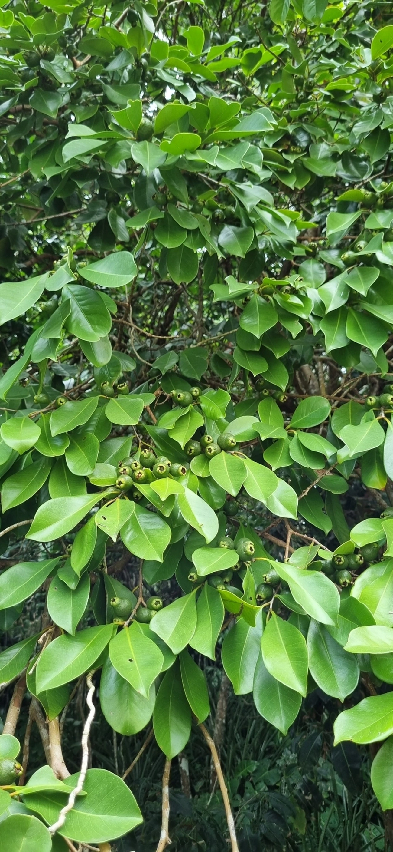 Goiabas (Psidium), plantas, fotografado em Maresias, São Sebastião