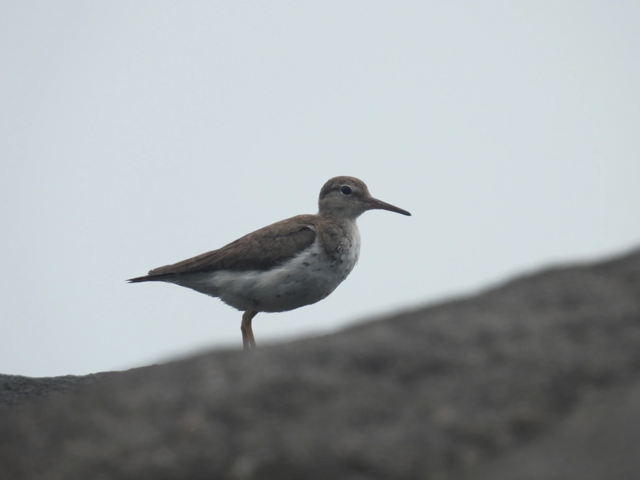 Maçarico-pintado (Actitis macularius), aves, fotografado em Maresias, São Sebastião