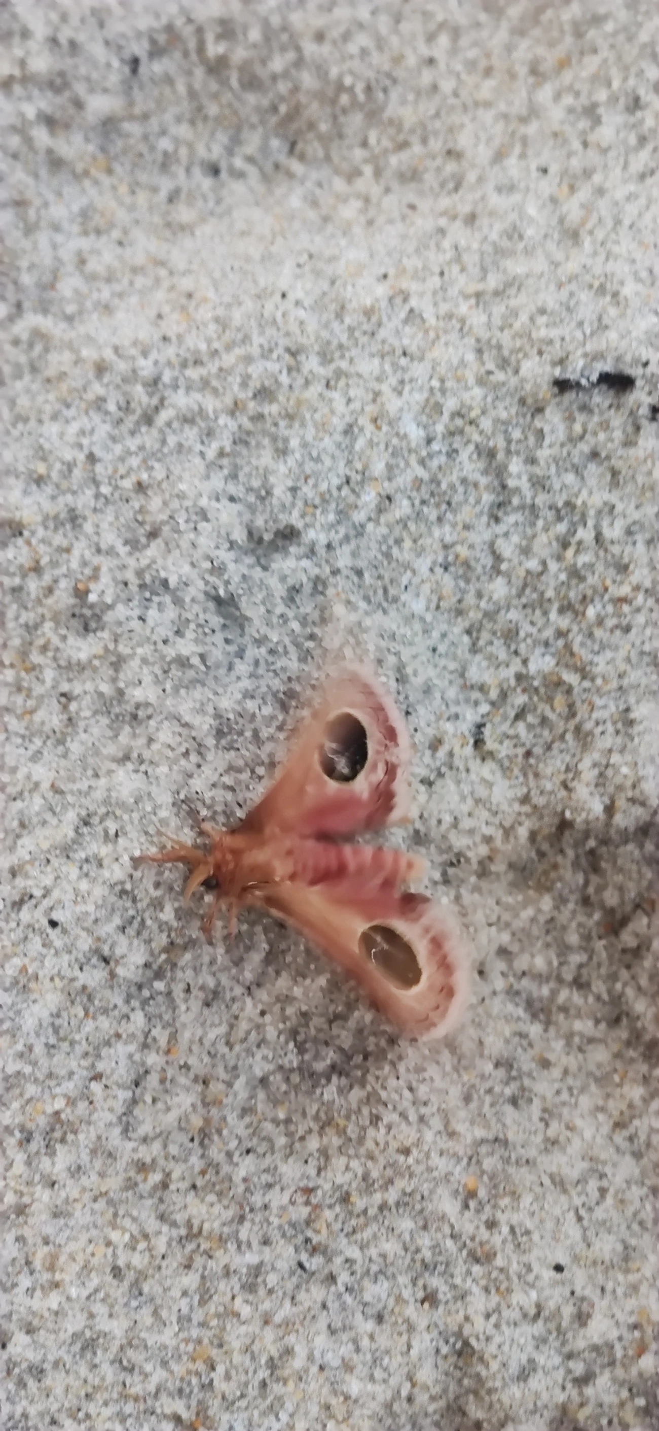 Mariposa-olho-de-coruja (Pseudautomeris brasiliensis), insetos, fotografado em Maresias, São Sebastião