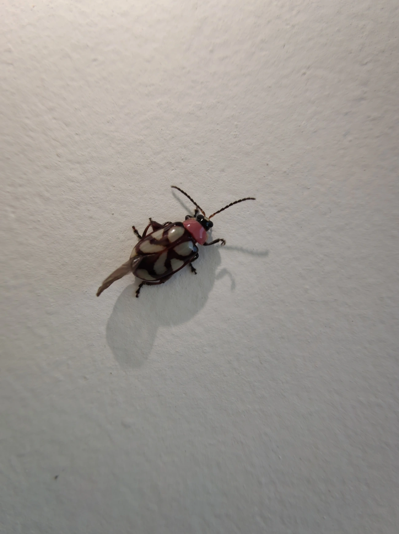 Besouro-pulga-de-faixas-oblíquas (Omophoita albicollis), insetos, fotografado em Maresias, São Sebastião