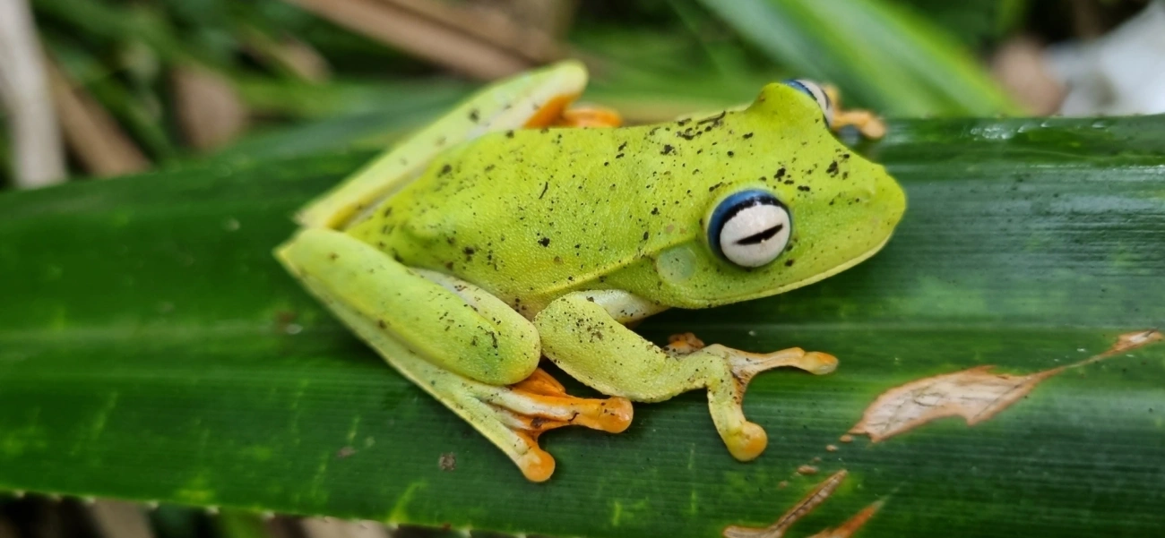 Perereca-araponga (Boana albomarginata), anfíbios, fotografado em Maresias, São Sebastião
