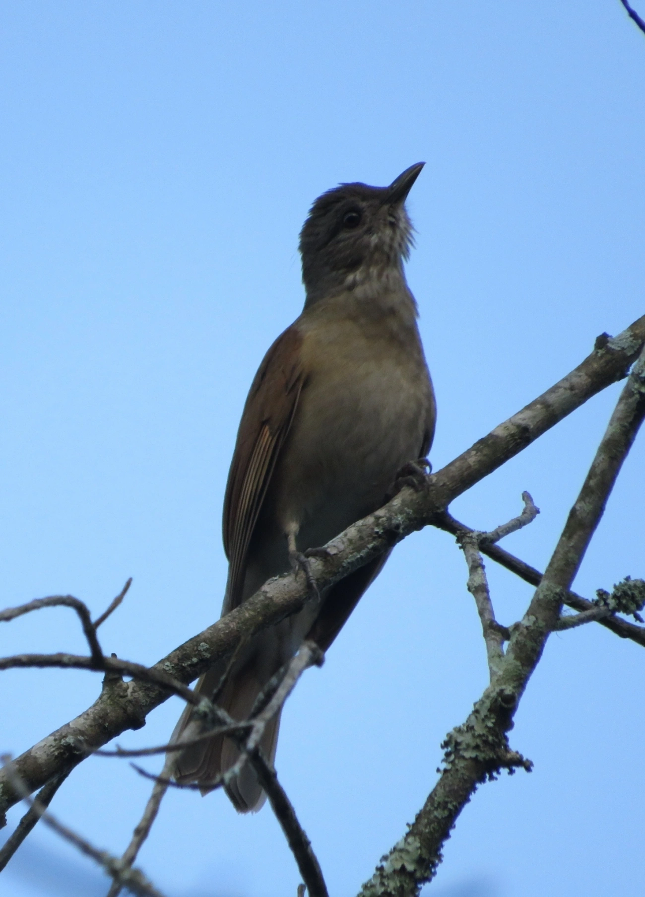 Sabiá-barranco (Turdus leucomelas), aves, fotografado em Maresias, São Sebastião