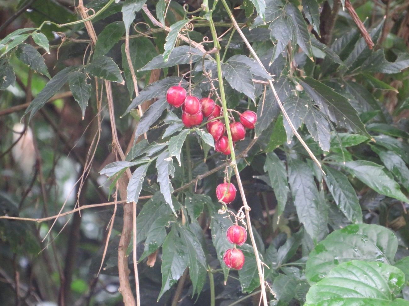 Plantas (Plantae), plantas, fotografado em Maresias, São Sebastião