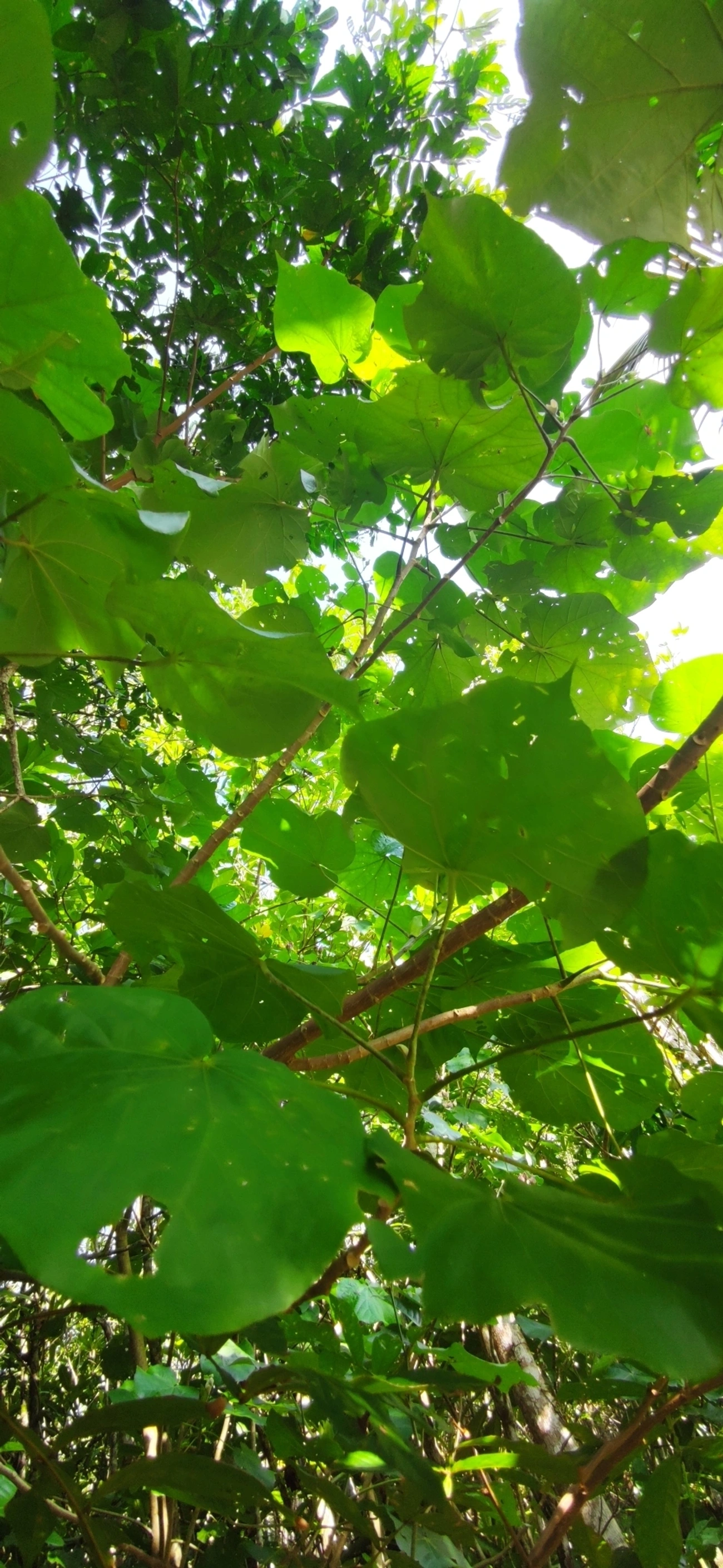 Algodoeiro-da-praia (Hibiscus tiliaceus), plantas, fotografado em Maresias, São Sebastião