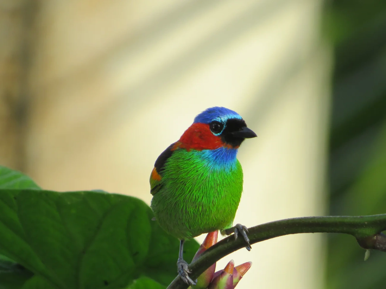 Saíra-militar (Tangara cyanocephala), aves, fotografado em Maresias, São Sebastião