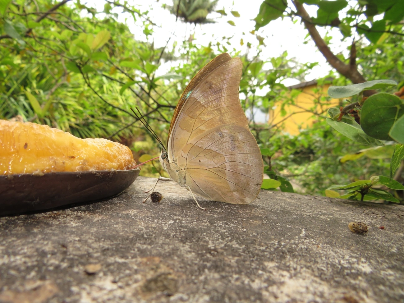 Archaeoprepona, insetos, fotografado em Maresias, São Sebastião
