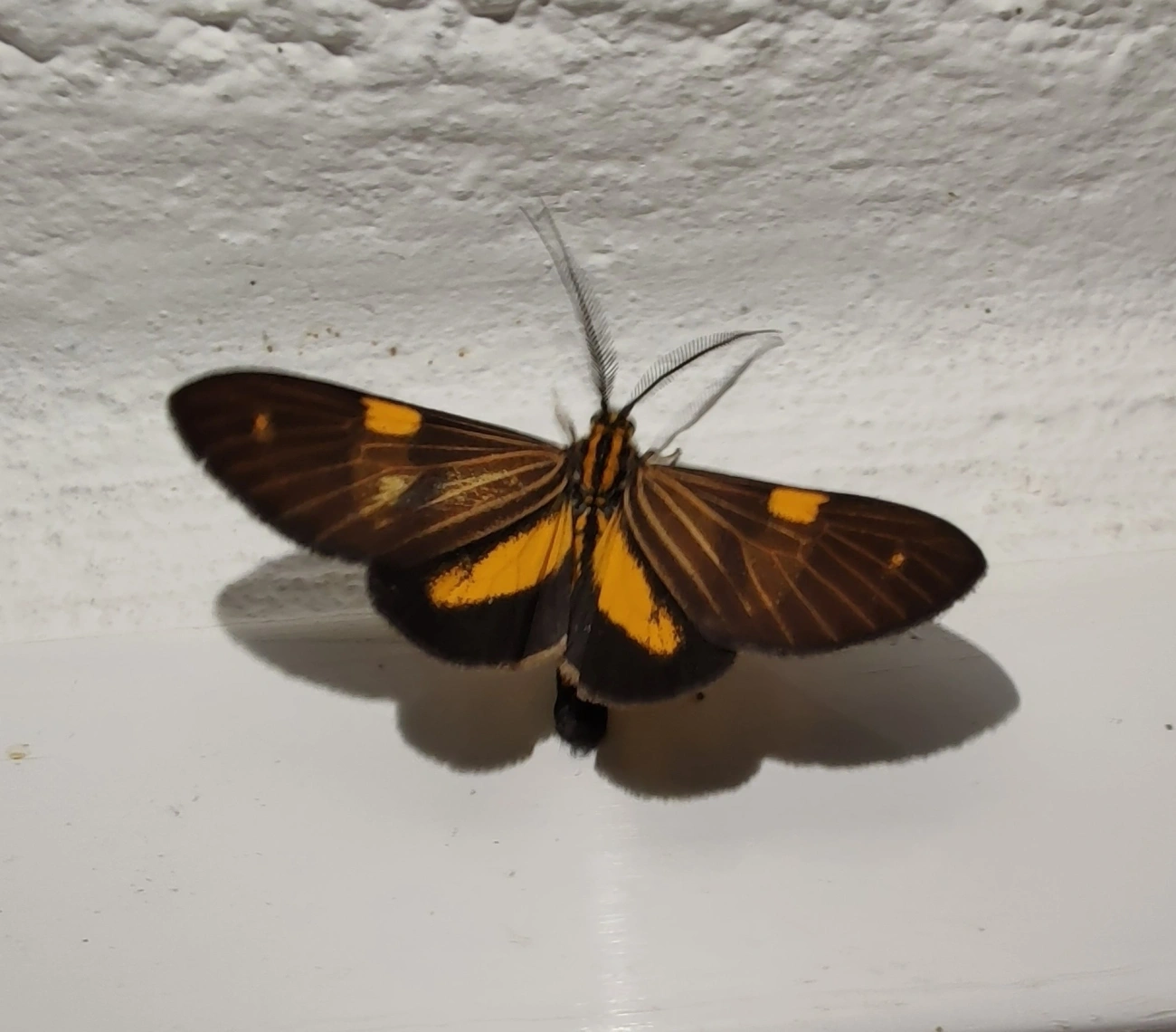 Phaeochlaena lampra, insetos, fotografado em Maresias, São Sebastião