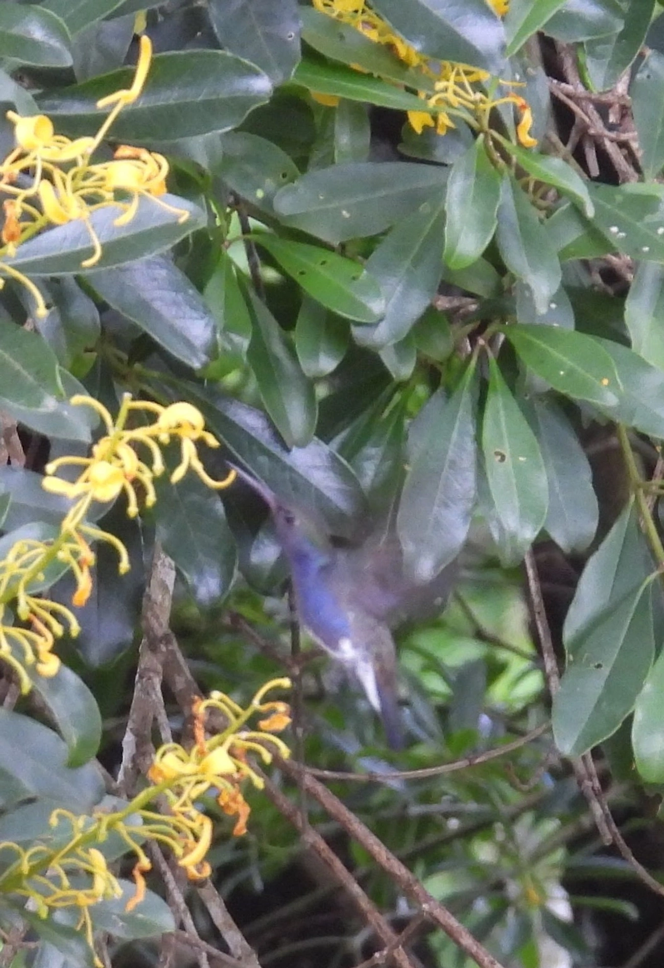 Beija-flor-de-peito-azul (Chionomesa lactea), aves, fotografado em Guarulhos