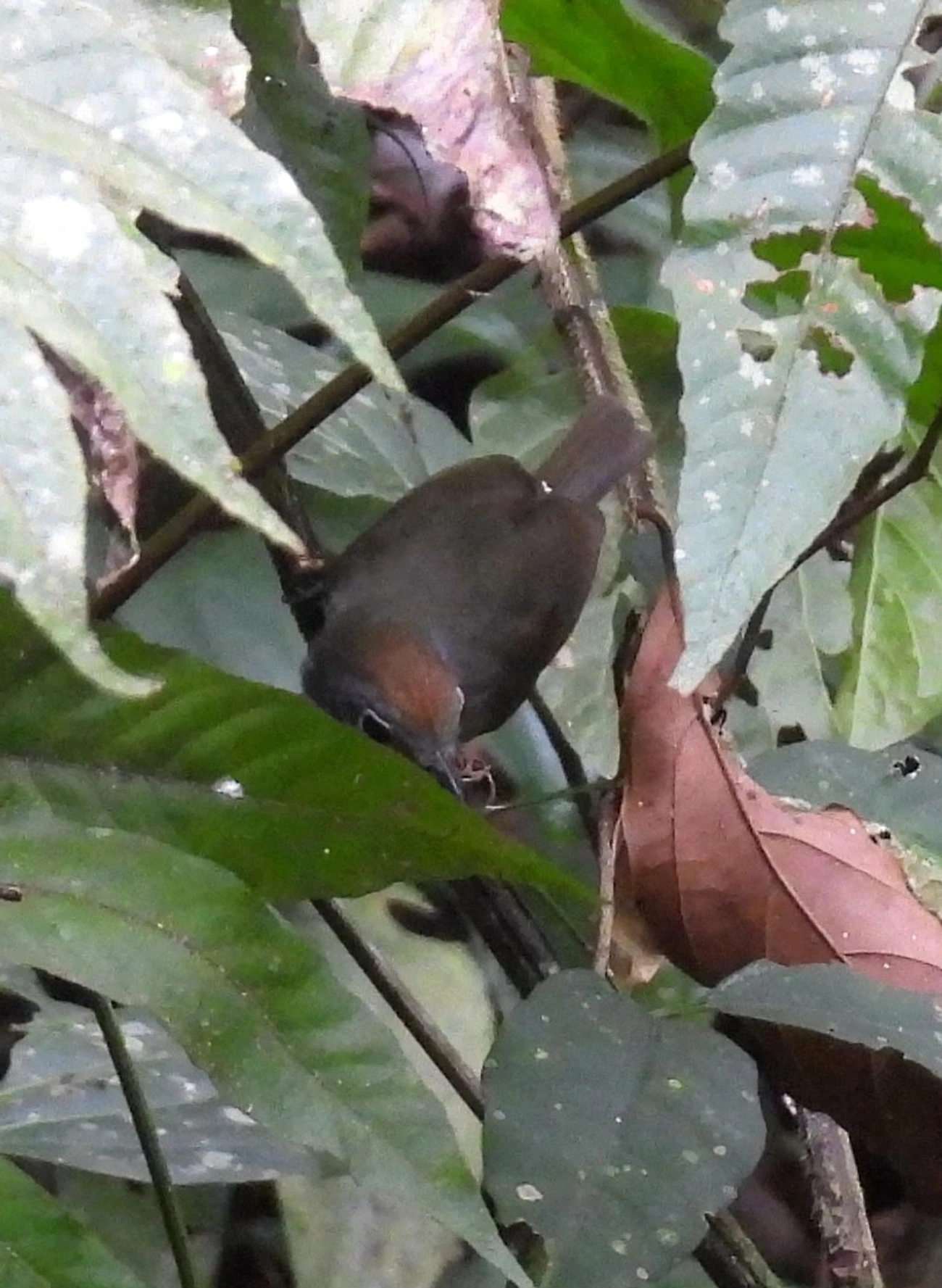 Choquinha-lisa (Dysithamnus mentalis), aves, fotografado em Perequê, Ilhabela