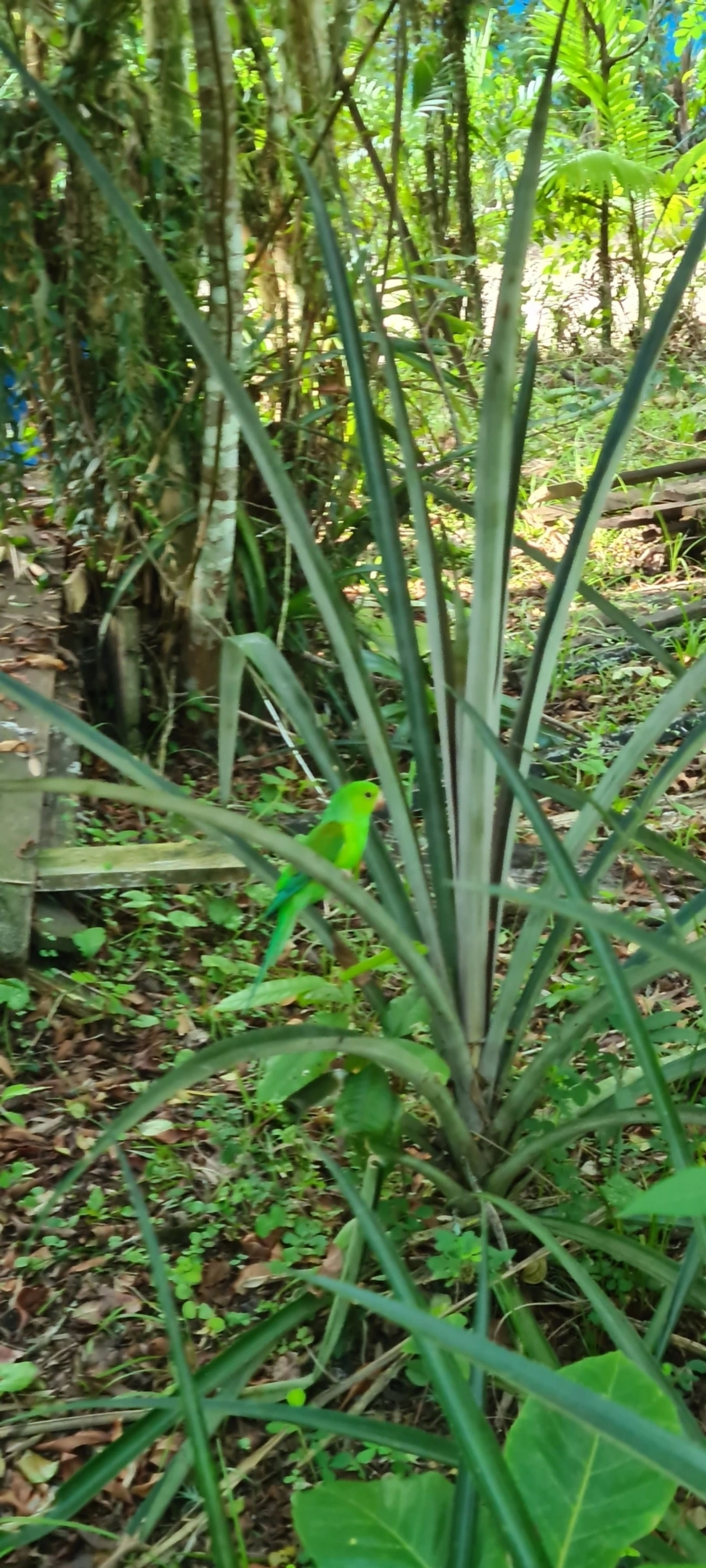 Periquito-rico (Brotogeris tirica), aves, fotografado em Maresias, São Sebastião