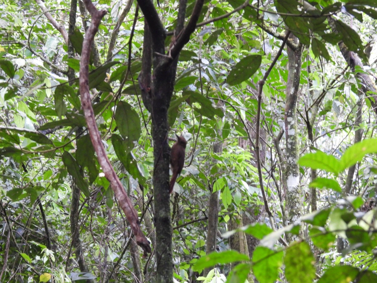 Arapaçu-liso (Dendrocincla turdina), aves, fotografado em Maresias, São Sebastião