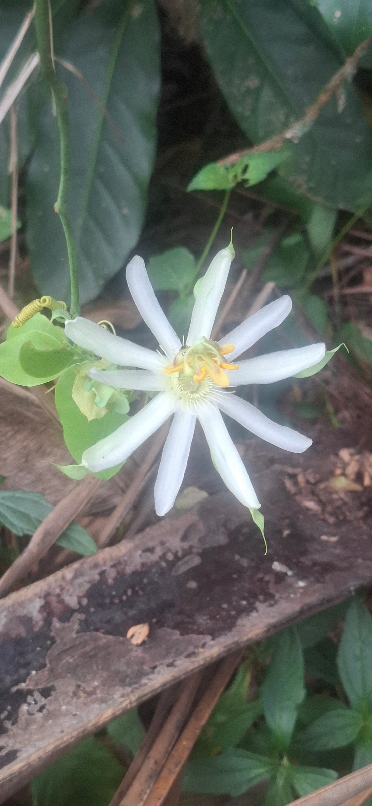 Maracujá-de-restinga (Passiflora mucronata), plantas, fotografado em Maresias, São Sebastião