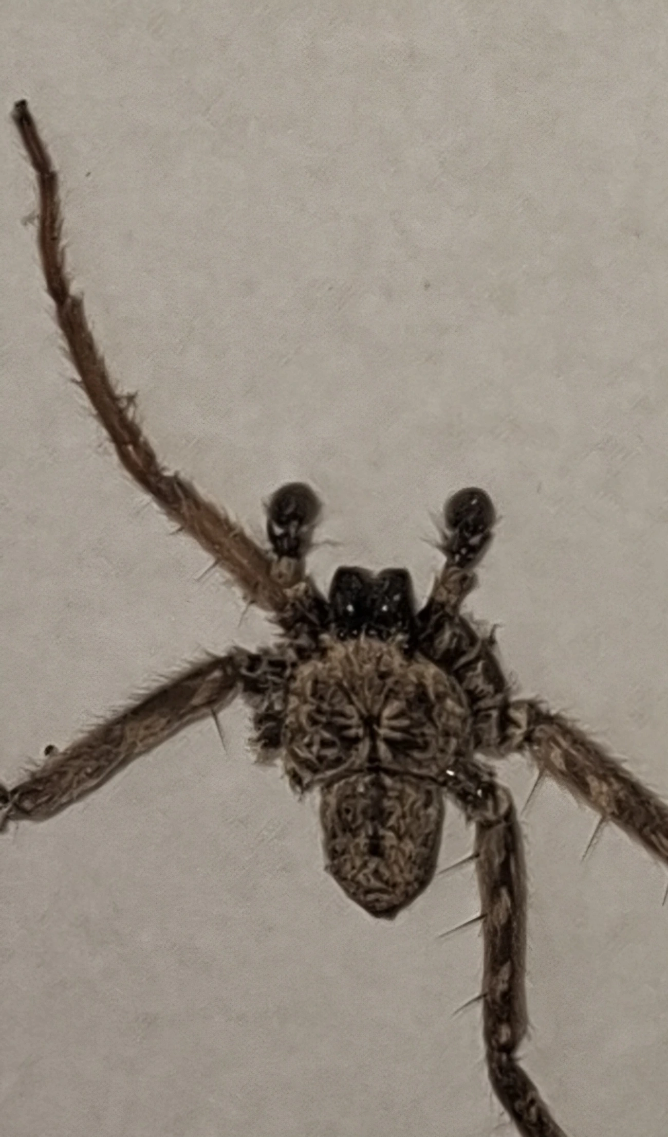Aranhas-murais (Selenops), aracnídeos, fotografado em Cabreúva