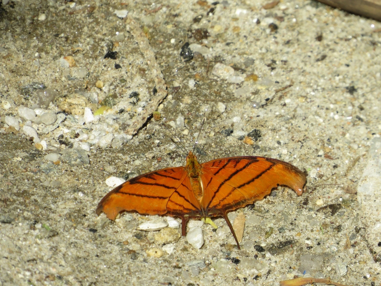 Borboleta-Asas-de-Punhal (Marpesia petreus), insetos, fotografado em Paúba, São Sebastião