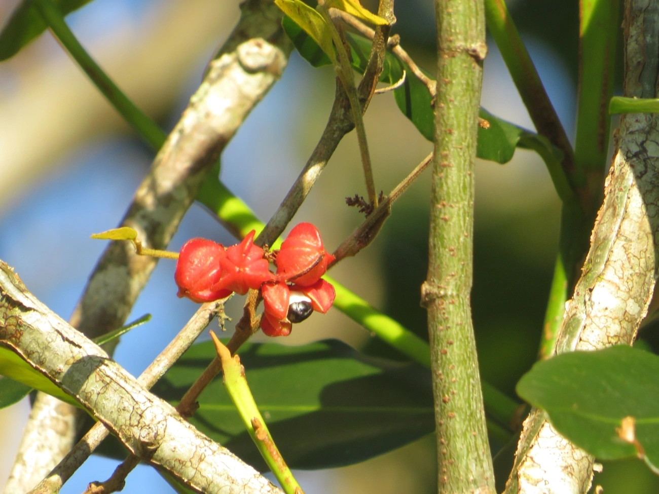 Paullinia, plantas, fotografado em Maresias, São Sebastião