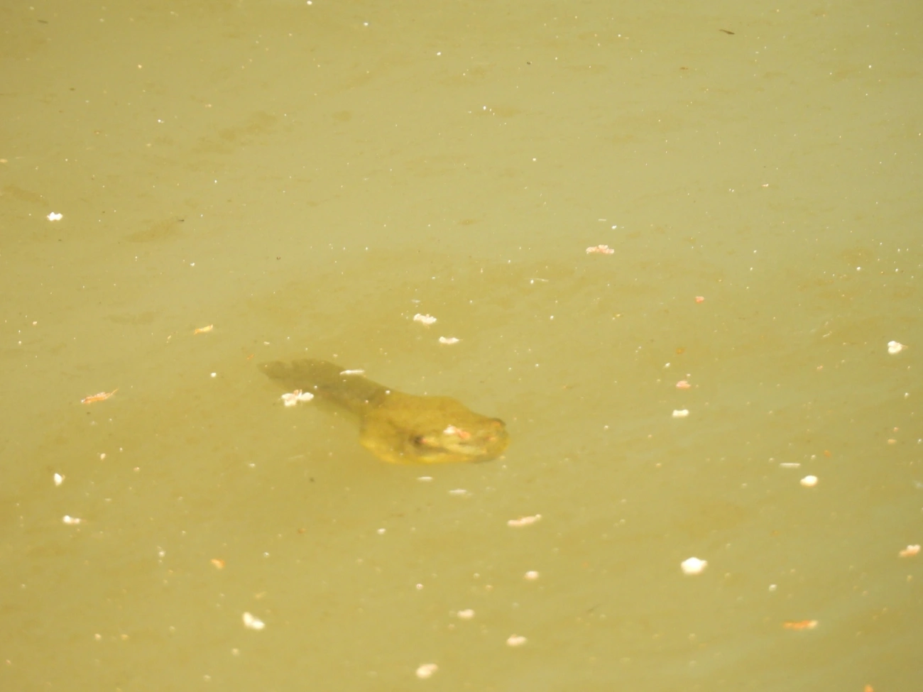 Rã-touro-americana (Lithobates catesbeianus), anfíbios, fotografado em Guarulhos